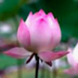 Meet your Posher, Riley